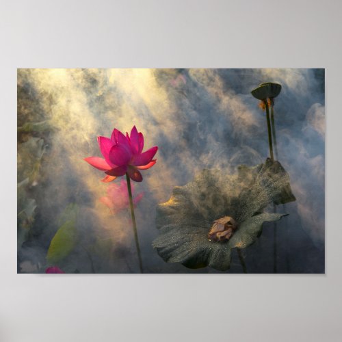 Lotus Fairyland Photographic Art _11 Poster