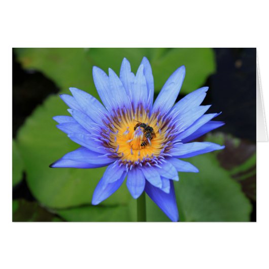 Lotus flower (Front Horizontal)