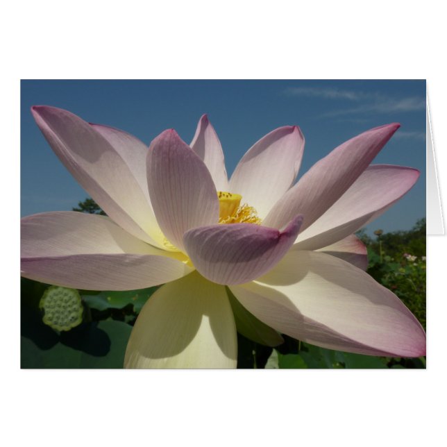 Lotus Flower and Blue Sky I Cards (Front Horizontal)