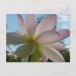 Lotus Flower and Blue Sky I Postcard