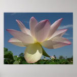 Lotus Flower and Blue Sky I Poster