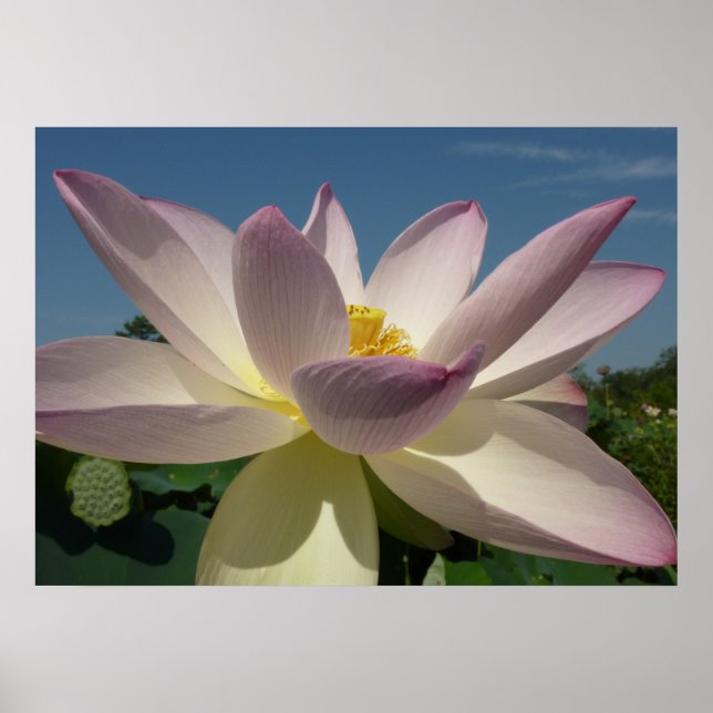Lotus Flower and Blue Sky I Poster (Front)