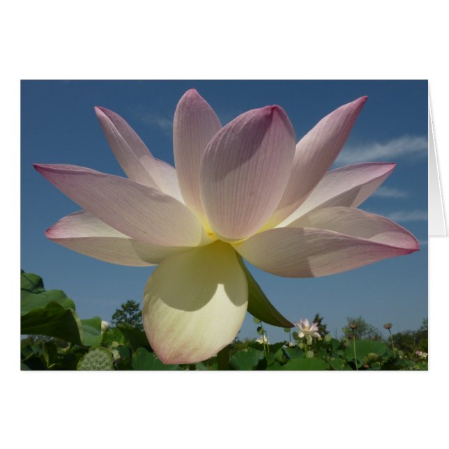 Lotus Flower and Blue Sky II Cards (Front Horizontal)