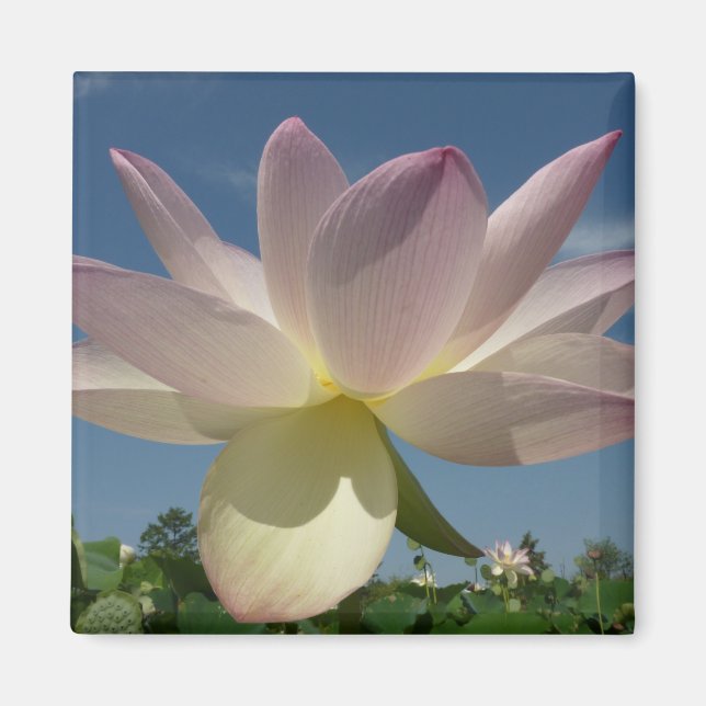 Lotus Flower and Blue Sky II Magnet (Front)