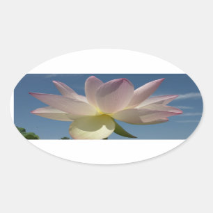 Lotus Flower and Blue Sky II Oval Sticker
