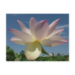 Lotus Flower and Blue Sky II Postcard