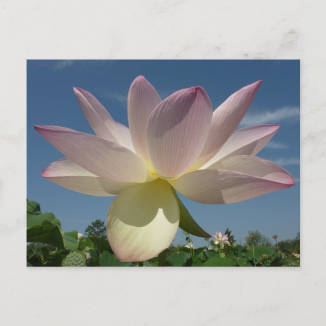 Lotus Flower and Blue Sky II Postcard (Front)