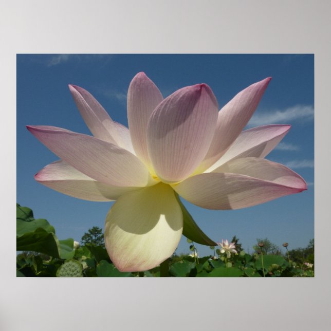 Lotus Flower and Blue Sky II Poster (Front)