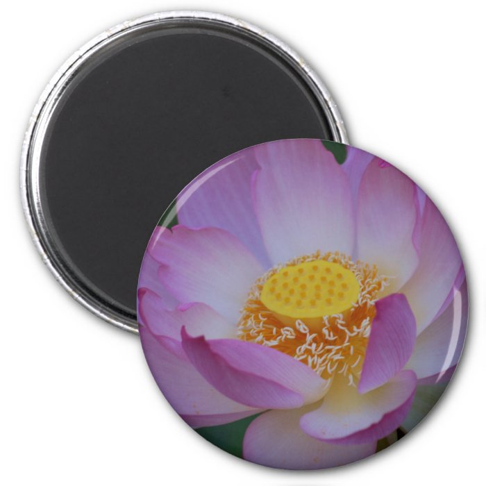 Lotus flower and its meaning fridge magnets