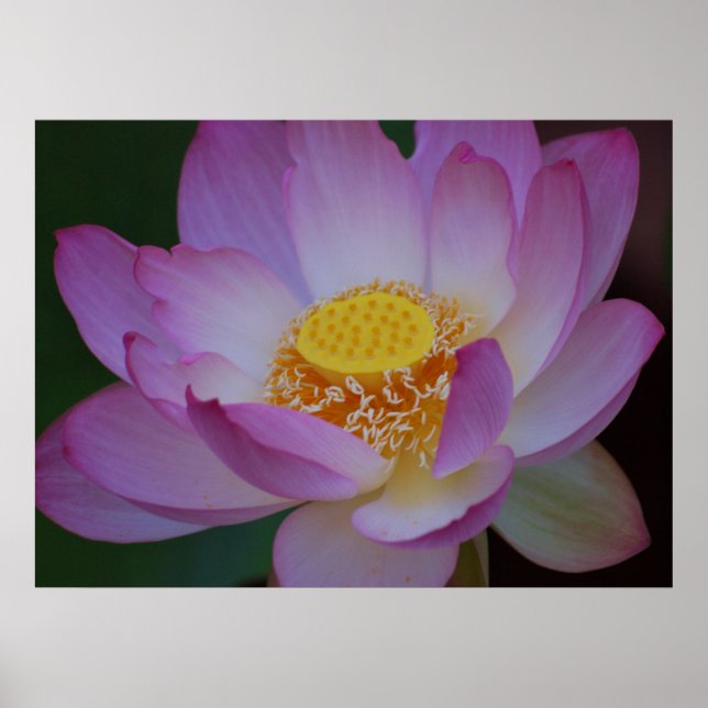 Lotus flower and its meaning poster (Front)