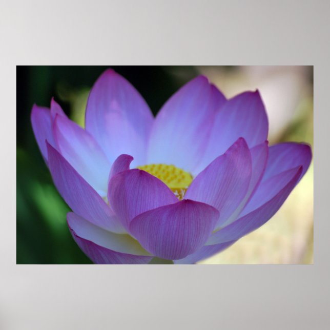 Lotus flower and its meaning poster (Front)