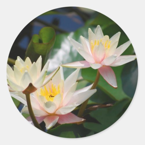 Lotus flower and meaning classic round sticker