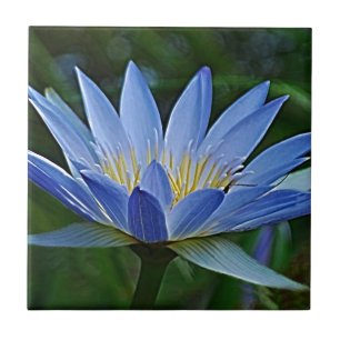 Lotus flower and meaning tile