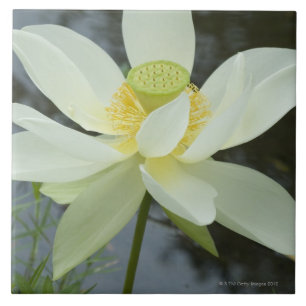 Lotus flower at edge of pond Florida Tile