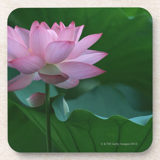 Lotus flower beverage coaster (Front)