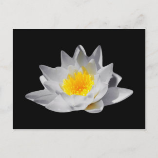 Lotus Flower (Black Background) Postcard
