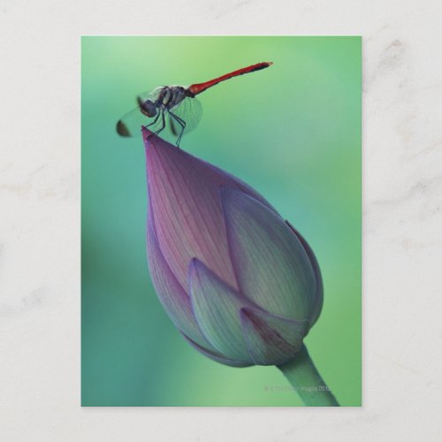 Lotus flower bud and a dragonfly postcard