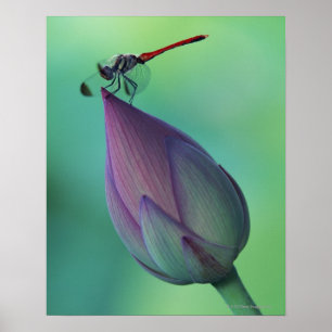 Lotus flower bud and a dragonfly poster