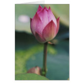 Lotus flower bud, Hangzhou, Zhejiang Province, (Front)