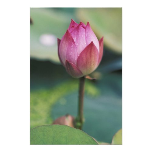 Lotus flower bud Hangzhou Zhejiang Province Photo Print