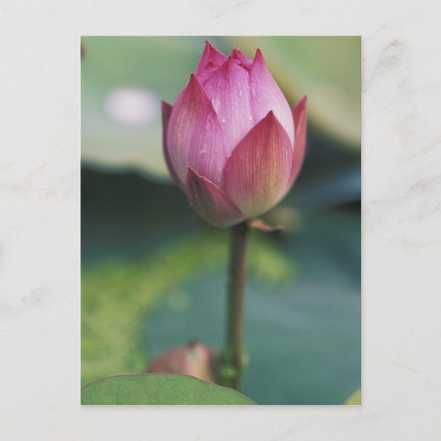 Lotus flower bud, Hangzhou, Zhejiang Province, Postcard (Front)