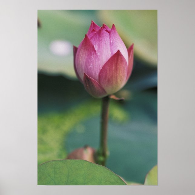Lotus flower bud, Hangzhou, Zhejiang Province, Poster (Front)