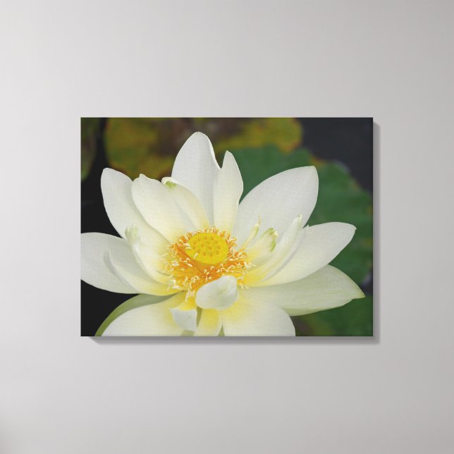 Lotus flower canvas print (Front)