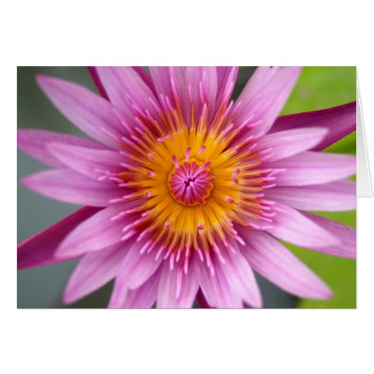 lotus flower cards (Front Horizontal)