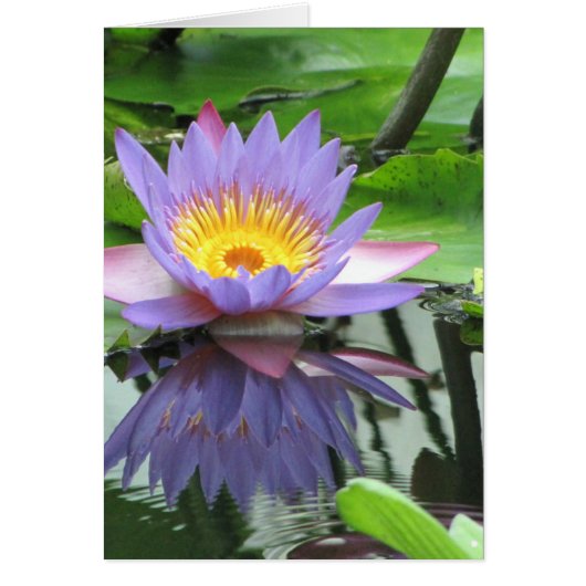 Lotus Flower Cards (Front)