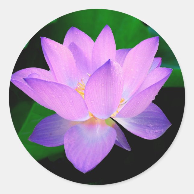 Lotus Flower Classic Round Sticker (Front)