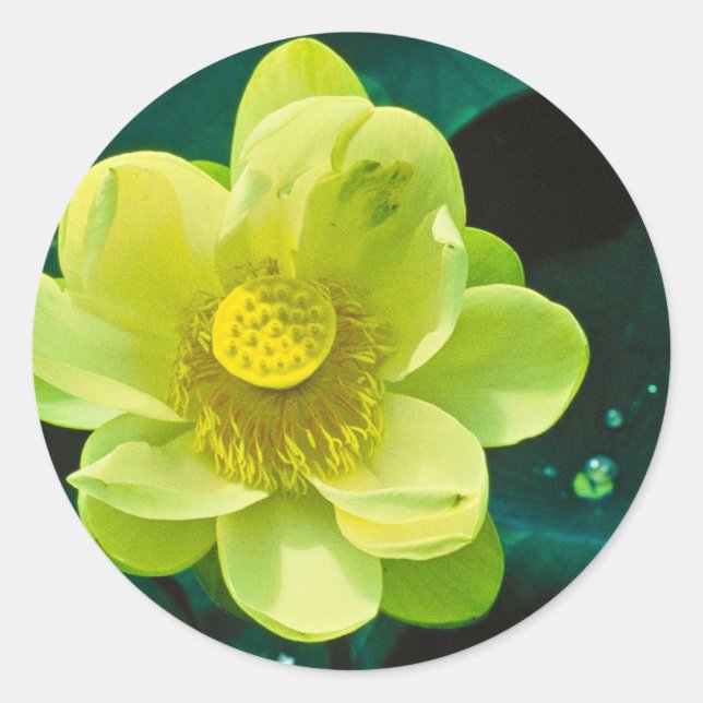 Lotus Flower Classic Round Sticker (Front)
