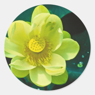 Lotus Flower Classic Round Sticker