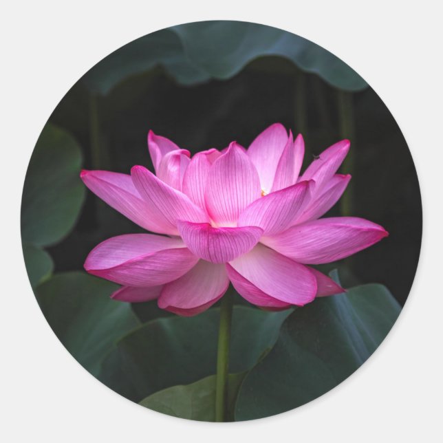 Lotus Flower Classic Round Sticker (Front)