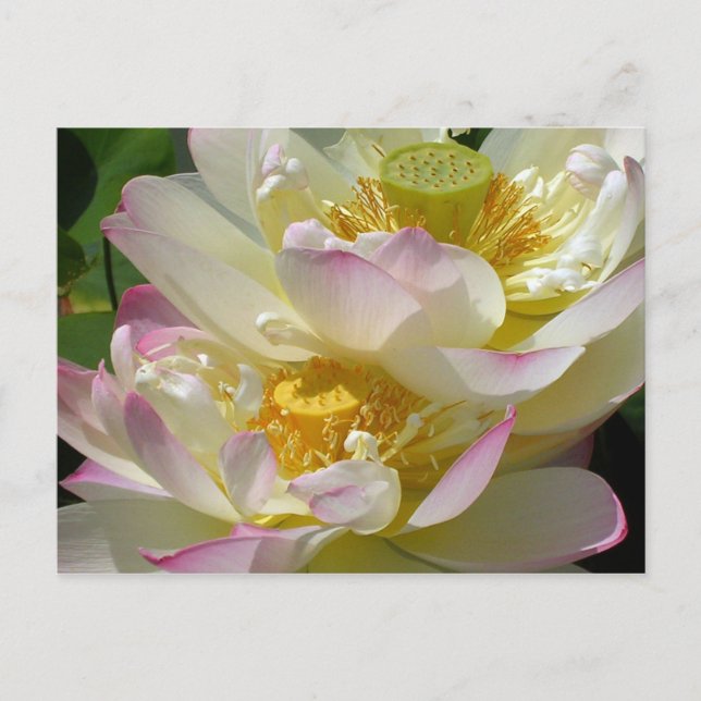 Lotus Flower Duet Postcard (Front)