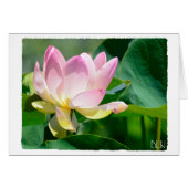 Lotus Flower/Floral  Art/ (Front Horizontal)