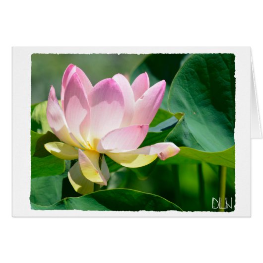 Lotus Flower/Floral  Art/ (Front Horizontal)
