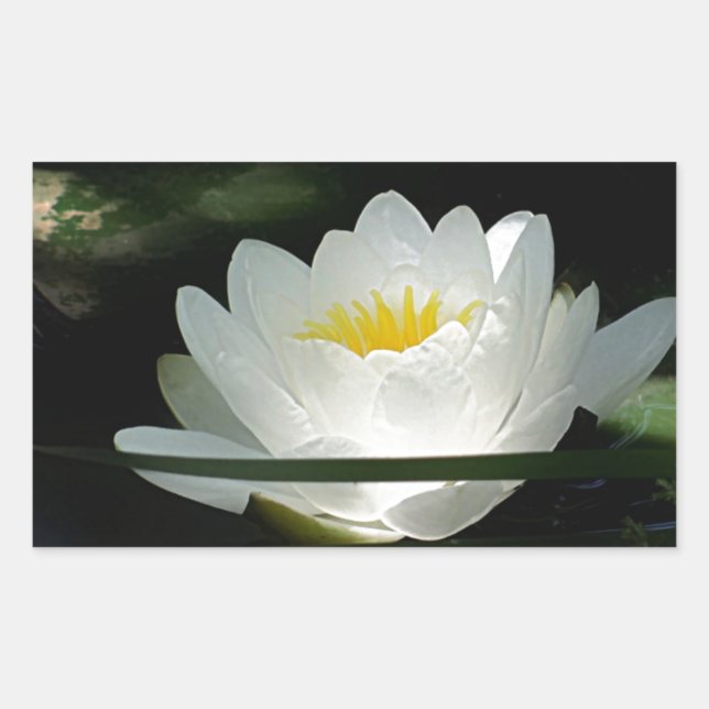 Lotus Flower Gifts Rectangular Sticker (Front)