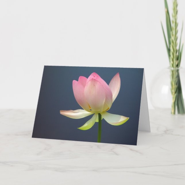 lotus flower greeting cards (Front)