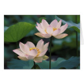Lotus flower in blossom, China (Front Horizontal)