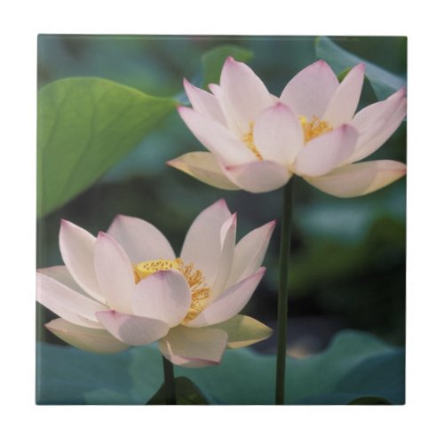 Lotus flower in blossom China Ceramic Tile