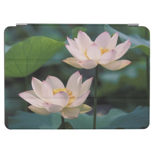 Lotus flower in blossom China iPad Air Cover