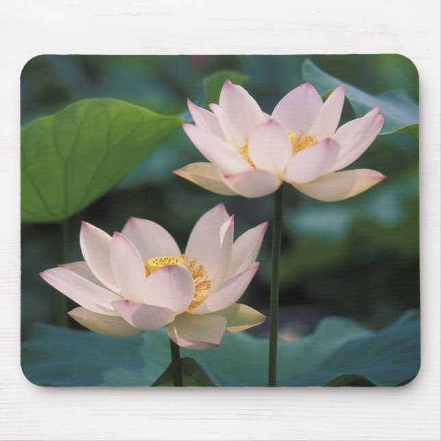Lotus flower in blossom, China Mouse Pad (Front)