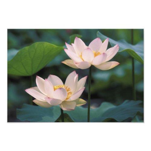 Lotus flower in blossom China Photo Print