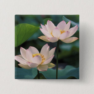 Lotus flower in blossom, China Pinback Button