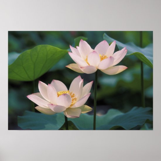 Lotus flower in blossom China Poster