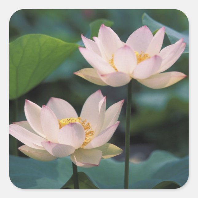Lotus flower in blossom, China Square Sticker (Front)