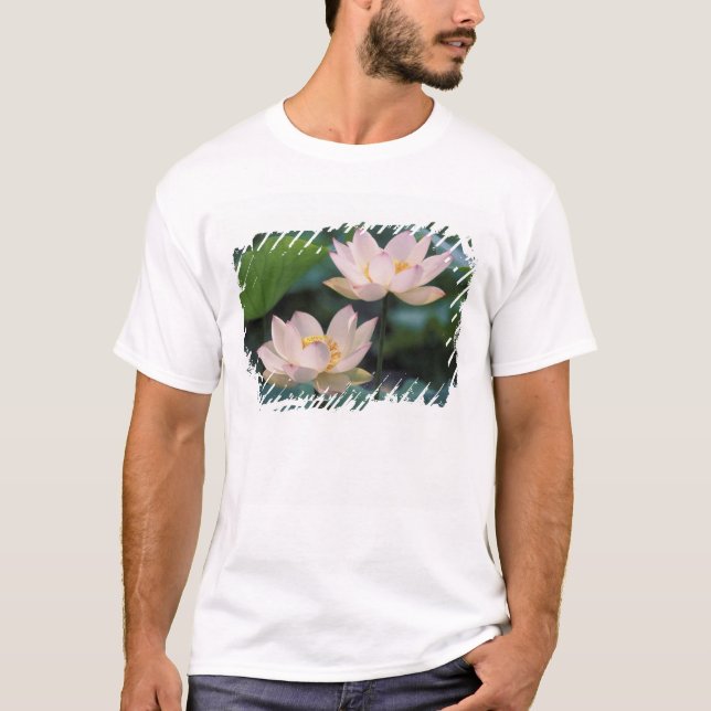 Lotus flower in blossom, China T-Shirt (Front)