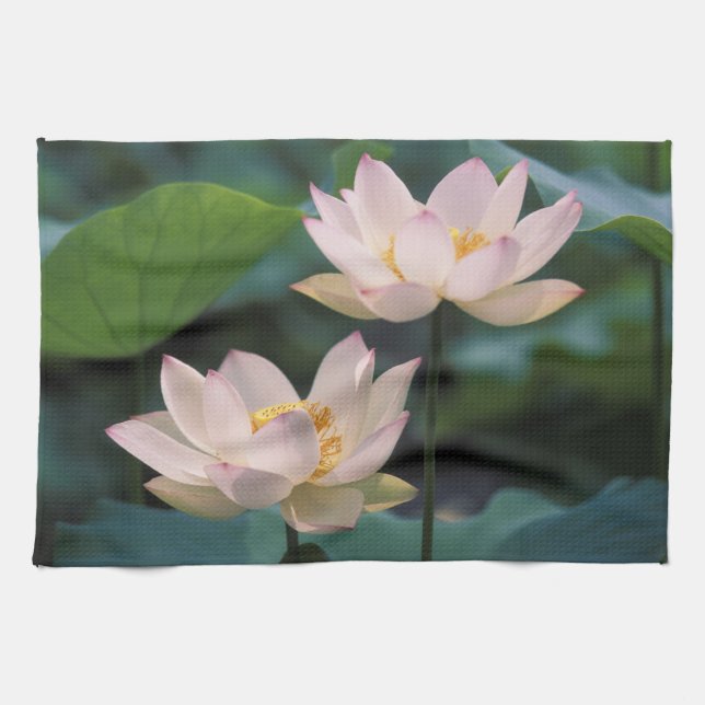 Lotus flower in blossom, China Towel (Horizontal)