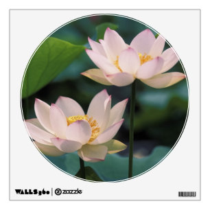 Lotus flower in blossom, China Wall Sticker