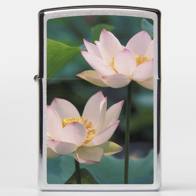Lotus flower in blossom, China Zippo Lighter (Front)
